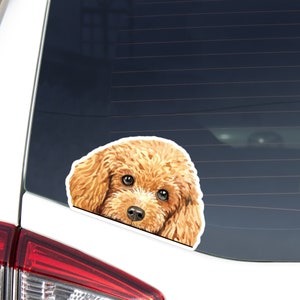 Peeking Poodle Car Decal Sticker / Apricot Poodle Dog Head Watercolor / Vinyl Waterproof Removable Outdoor / Bumper Window Laptop Bottle