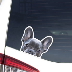Blue French Bulldog Car Decal Sticker / Peeking Realistic Frenchie Dog Head / Car Bumper Window Laptop / Vinyl Waterproof Removable Outdoor