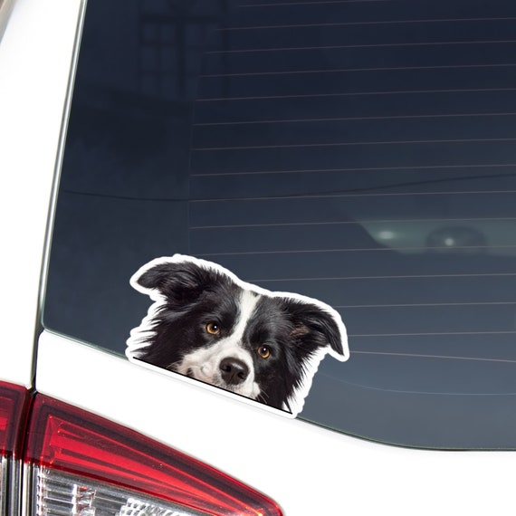 CafePress Collie Dog Oval Bumper Sticker – Vinyl Car Decal For Window, Fridge, Or Laptop, 4.5"x7.5" Large