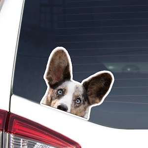 Blue Merle Corgi Car Sticker Decal / Peeking Realistic Cardigan Welsh Corgi Head / Vinyl Waterproof Removable Outdoor / Window Bumper Laptop