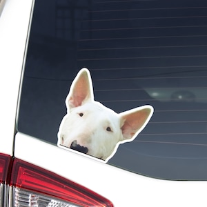 Peeking Bull Terrier Car Decal Sticker / White Bullterrier Dog / Vinyl Waterproof Removable Outdoor / Bumber Window Laptop Smartphone