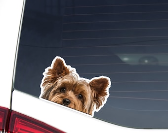 Puede incluir: Un perro Yorkshire Terrier marrón y negro asomándose por la ventana de un coche. El perro tiene el pelo largo y fluido y grandes ojos marrones.
