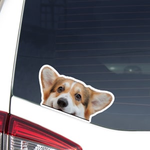 Sable Tricolor Corgi Car Sticker Decal / Peeking Welsh Tri Corgi Face / Vinyl Waterproof Removable Outdoor / Window Bumper Laptop Bottle