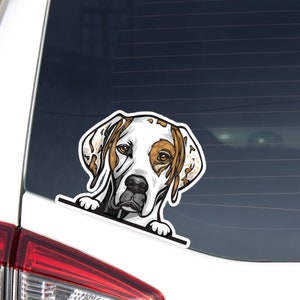 English Pointer Car Decal Sticker / Peeking Realistic Orange White Dog Head Face / Vinyl Waterproof Removable Outdoor / Bumper Window Laptop