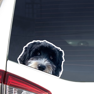 Bernedoodle Car Decal Sticker / Peeking Black Bicolour Bernepoo Dog Head / Bumper Window Laptop Bottle / Vinyl Waterproof Removable Outdoor