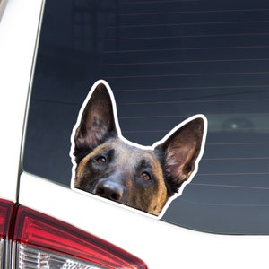 Belgian Malinois Car Decal Sticker / Peeking Realistic Dog Head Face / Vinyl Waterproof Removable Outdoor / Bumper Window Laptop Phone