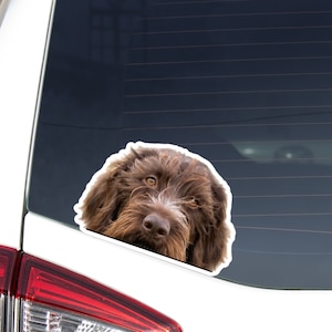 Op de afbeelding: Een bruine en witte hond met lang, ruig haar kijkt uit het raam van een auto. De hond heeft een serieuze uitdrukking op zijn gezicht en zijn ogen kijken recht in de camera.