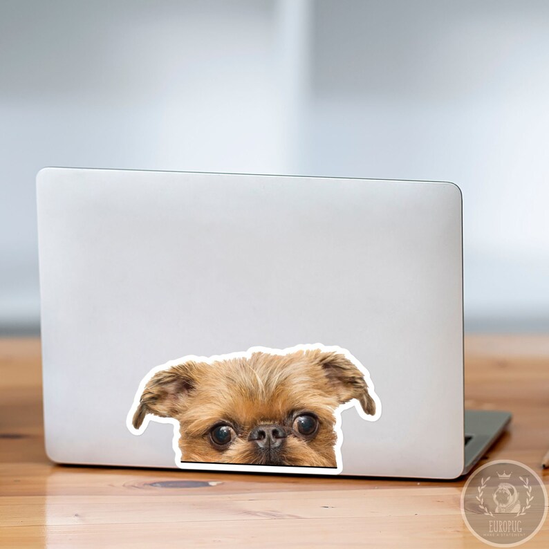 Peut inclure: Un chien de race Griffon Bruxellois brun et beige qui regarde par-dessus l'&eacute;cran d'un ordinateur portable. Le chien a une expression s&eacute;rieuse sur son visage.
