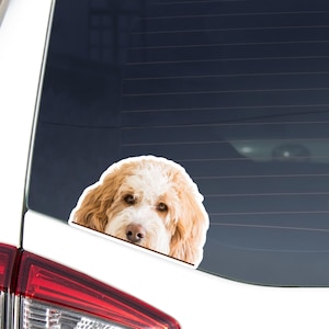 Bernedoodle Car Decal: Peeking Golden & White Bernepoo Dog Head Waterproof Sticker
