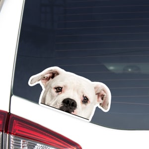 Peeking American Bulldog Car Decal Sticker / Realistic White Bully Dog Head / Vinyl Removable Waterproof Outdoor / Car Bumper Window Laptop