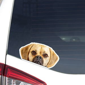 Peeking Puggle Car Decal Sticker / Realistic Fawn Puggle Dog Head  / Vinyl Waterproof Removable Outdoor / Bumper Window Laptop Phone