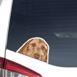 Golden Wirehaired Vizsla Car Decal Sticker / Peeking Realistic Dog Head Face / Vinyl Waterproof Removable Outdoor / Bumper Window Laptop