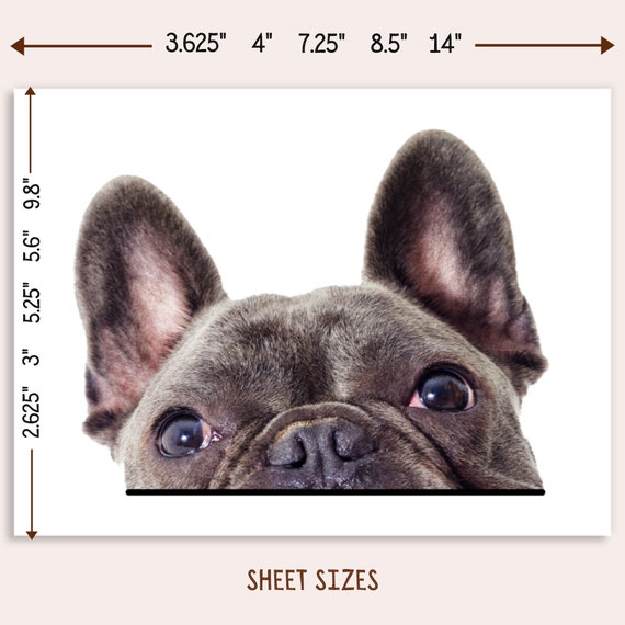 French Bulldog Face Car Decal Peeking Chocolate Frenchie Dog Car