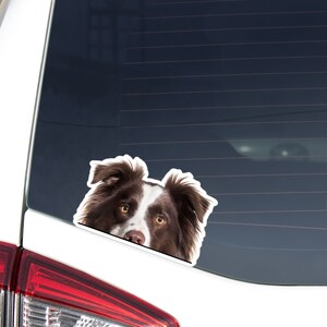 Peut inclure: Un chien border collie brun et blanc regarde par la fenêtre d'une voiture. La tête et les épaules du chien sont visibles, ses oreilles sont dressées et ses yeux regardent directement la caméra.