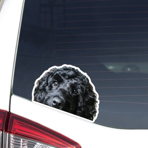 Op de afbeelding: Een uitgesneden sticker met een zwarte hond met krullend haar, die achter een witte rand vandaan kijkt. De ogen en neus van de hond zijn zichtbaar, wat een vriendelijke uitdrukking geeft. Voor een autoruit.