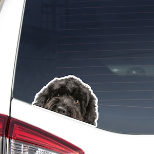 Peeking Cockapoo Car Decal Sticker / Realistic Black Cockapoo Dog Head / Vinyl Waterproof Removable Outdoor / Bumper Window Laptop Phone
