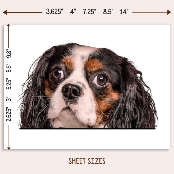 Cavalier King Charles Spaniel Autocollants Pour Pare-chocs