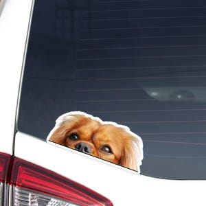 May include: A sticker featuring a close-up of a Cavalier King Charles Spaniel dog's face, with brown fur and dark eyes. The sticker is white-edged and appears to be affixed to a car window.