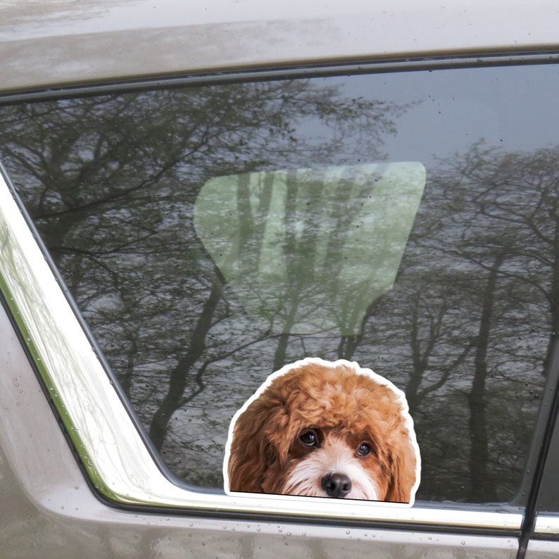 Red White Cavapoo Car Decal Sticker / Peeking Photo Cavapoo Dog Head ...