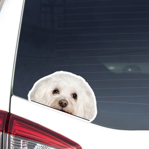 White Bichon Frise Car Decal Sticker / Peeking Photo Bichon Dog Head  / Vinyl Waterproof Removable Outdoor / Bumper Window Laptop Phone