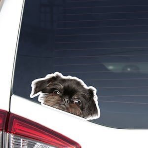 Peeking Brussels Griffon Car Decal Sticker / Black Tan Griffon Dog Head Face / Vinyl Waterproof Removable Outdoor / Bumber Window Laptop