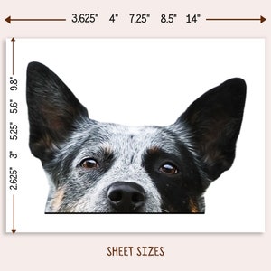 May include: A close-up of a blue heeler dog's face. The dog is looking directly at the camera with its tongue slightly sticking out. The dog's ears are perked up and its eyes are wide open. The dog's fur is a mix of blue and white.