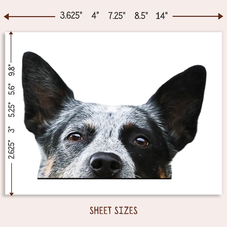 May include: A close-up of a blue heeler dog's face. The dog is looking directly at the camera with its tongue slightly sticking out. The dog's ears are perked up and its eyes are wide open. The dog's fur is a mix of blue and white.