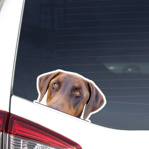 Doberman Pinscher Car Decal Sticker / Peeking Realistic Red&Rust Dobbie Floppy Ears / Vinyl Removable Waterproof / Bumper Window Laptop