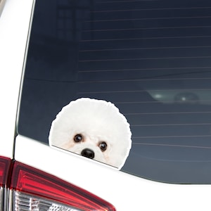 Realistic Bichon Frisee Car Decal Sticker / Peeking Photo Bichon Dog Head  / Vinyl Waterproof Removable Outdoor / Bumper Window Laptop Phone