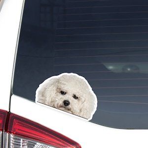 Realistic Bichon Frise Car Decal Sticker / Peeking Photo Bichon Dog Head  / Vinyl Waterproof Removable Outdoor / Bumper Window Laptop Phone