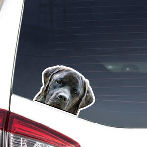 English Mastiff Car Decal Sticker / Peeking Realistic Brindle Black Mastiff Dog Head / Vinyl Waterproof Removable Outdoor / Bumper Window