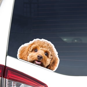 Peeking Poodle Car Decal Sticker / Realistic Red Apricot Poodle Dog Head Face / Vinyl Waterproof Removable Outdoor / Bumber Window Laptop