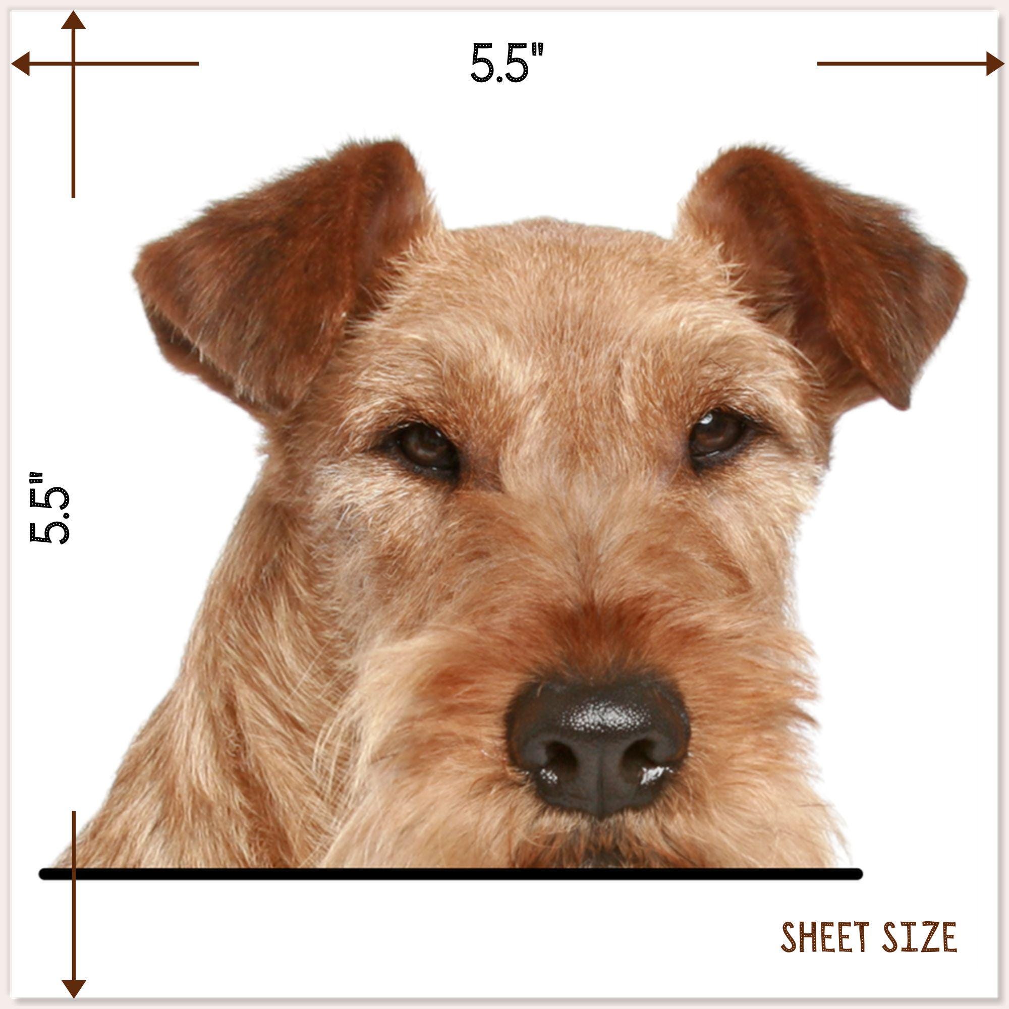 Irish Terrier Car Decal: Peeking Wheaten Dog Head Waterproof