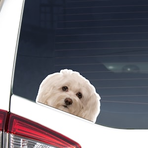 White Havanese Car Decal Sticker / Peeking Photo Dog Head / Vinyl Waterproof Removable Outdoor / Bumper Window Laptop Macbook Phone