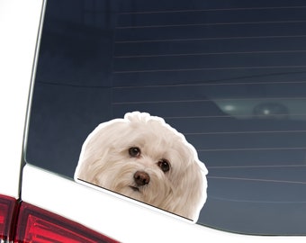 White Havanese Car Decal Sticker / Peeking Photo Dog Head / Vinyl Waterproof Removable Outdoor / Bumper Window Laptop Macbook Phone