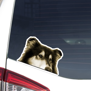 Black White Lassie Car Sticker Decal / Peeking Realistic Rough Collie Dog Head / Vinyl Waterproof Removable Outdoor / Window Bumper Laptop