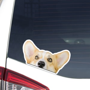 Fawn White Corgi Car Sticker Decal / Peeking Cardigan Welsh Corgi Head / Vinyl Waterproof Removable Outdoor / Window Bumper Laptop