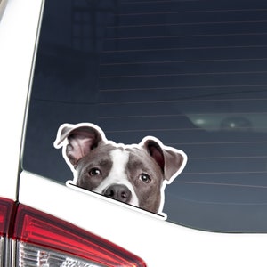 American Staffordshire Terrier Car Decal Sticker / Peeking Blue Staffy Head / Vinyl Waterproof Removable Outdoor / Bumper Window Laptop