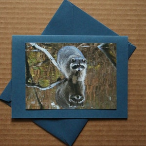 May include: A grey raccoon stands in a shallow body of water, looking directly at the camera. Its reflection is visible in the water.