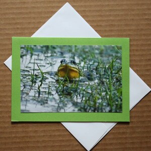 Stanley Park Frog -Blank Photo Greeting Card