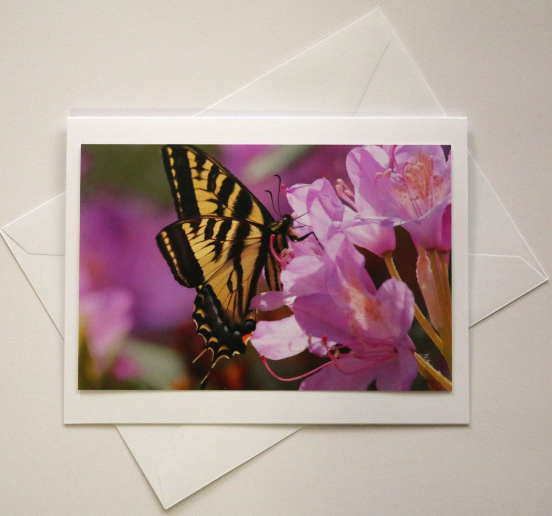 Stanley Park Swallowtail Butterfly - Blank Photo Greeting Card - Etsy