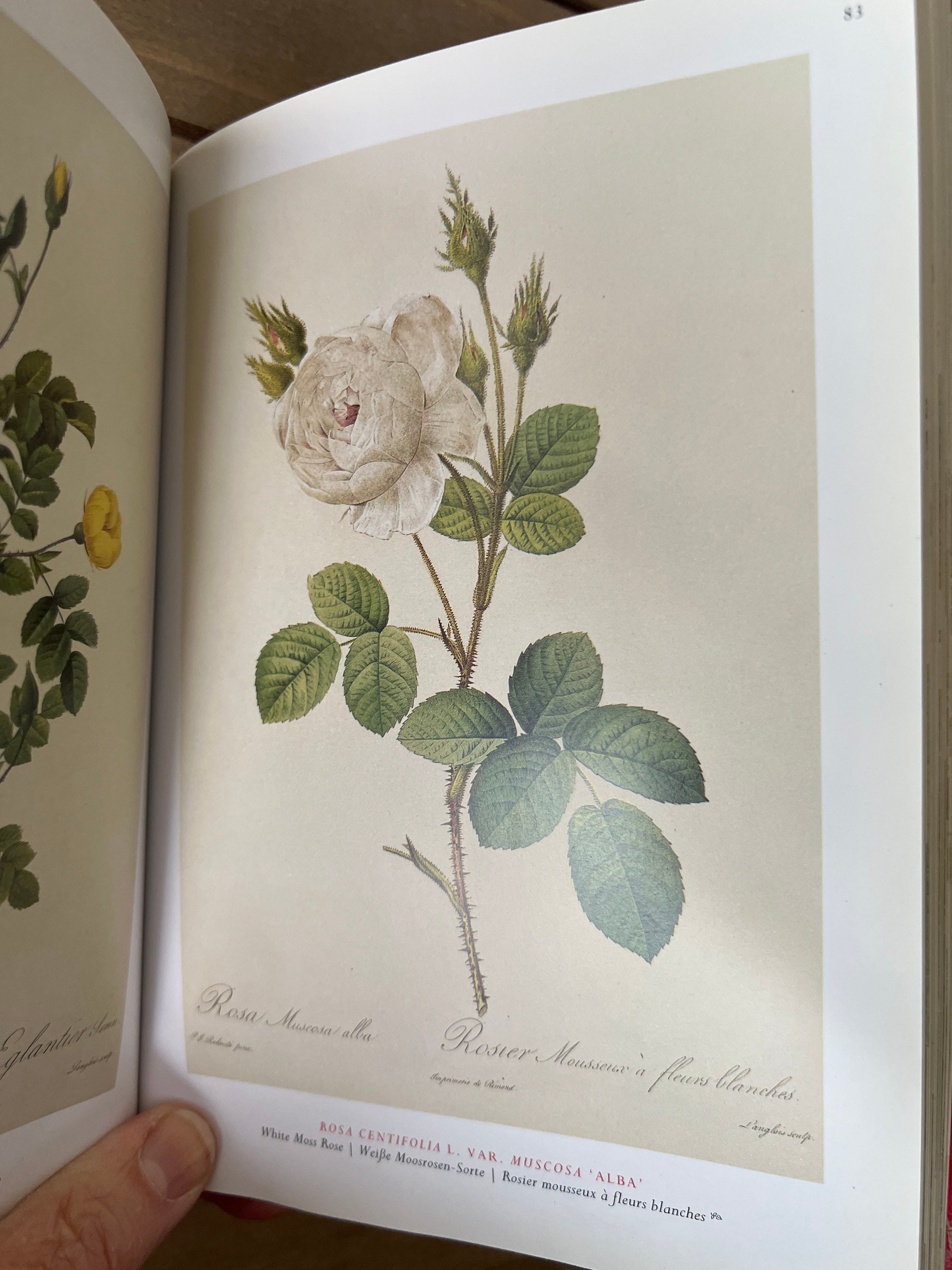 Redoute's Roses, Redoutes Rosen, Les Roses De Redoute - Etsy