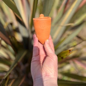 Baby Olla / Rikiki brute