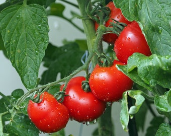 Large Red Cherry Tomato - Heirloom - Non GMO - 1 gram - 300+ seeds - Free Shipping!