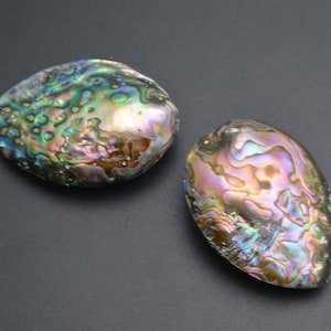 Könnte beinhalten: Zwei irisierende Abalone-Muschelschalenhälften mit Perlmutt-Finish. Die Muscheln haben eine natürliche, organische Form und eine Vielzahl von Farben, darunter Grün, Blau, Lila und Braun.