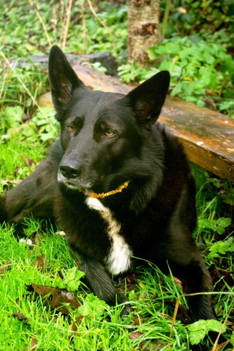 Baltisches BernsteinHalsband für Hund Natural Tick &amp; Etsy