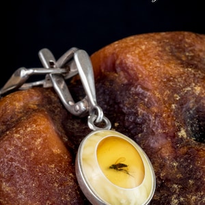 Elegant Baltic Amber & Sterling Silver Drop Earrings with Fly inclusion