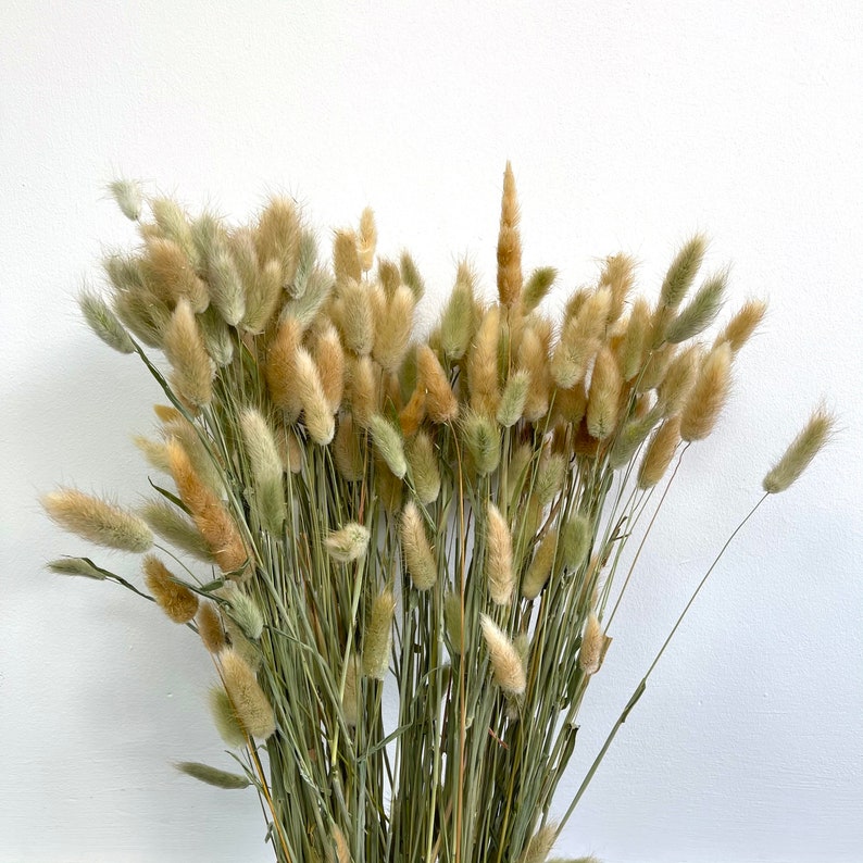 Queue de lapin séchée Herbe Lagurus Herbe Fleur séchée Bouquet Etsy France