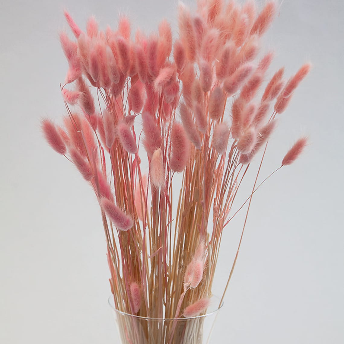 50 Brins D'Herbe De Pampa Séchée Rose Clair 50cm - Décoration Intérieure Style Bohème