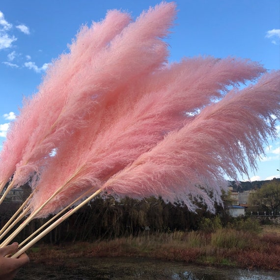 Dried Pampas Grass Reed Plume Single Stem 140 Cm 6 Colours Decorative  Feather Flower Arrangement Beach Theme Decor 